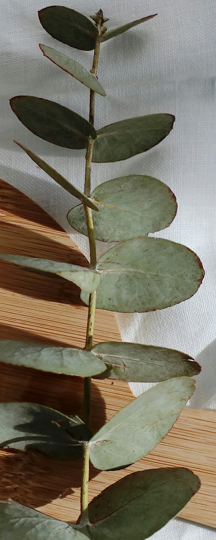 Eucalyptus sprig on a wooden board and white linen